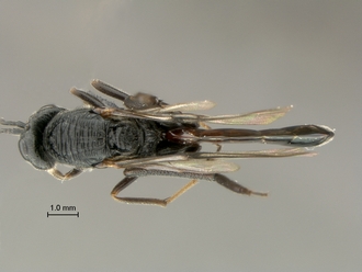Ibalia_leucospoides_SAM-HYM-P025038_body_dorsal
