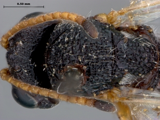 Paramblynotus_alexandriensis_dorsal