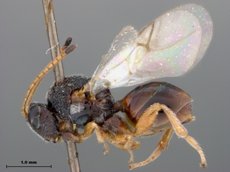 Paramblynotus_alexandriensis_habitus