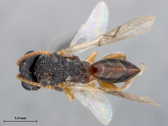 Paramblynotus_alexandriensis_habitusdorsal