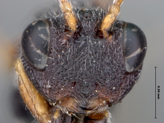 Paramblynotus_alexandriensis_head
