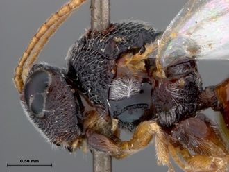 Paramblynotus_alexandriensis_headmesolateral