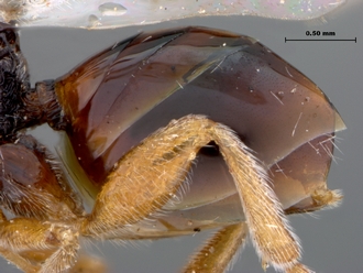Paramblynotus_alexandriensis_metasoma