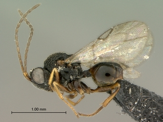 Paramblynotus_bayangensis_SAM-HYM-P029388_male_habitus_lateral
