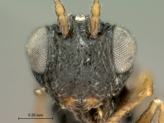 Paramblynotus_bayangensis_SAM-HYM-P029388_male_head_frontal