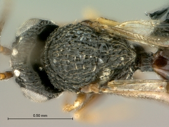 Paramblynotus_bayangensis_SAM-HYM-P029388_male_head_mesosoma_dorsal