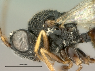 Paramblynotus_bayangensis_SAM-HYM-P029388_male_head_mesosoma_lateral