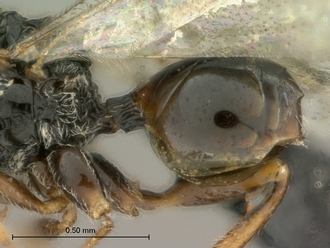 Paramblynotus_bayangensis_SAM-HYM-P029388_male_metasoma_lateral