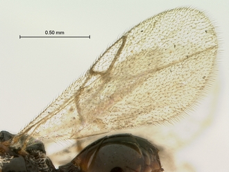 Paramblynotus_bayangensis_SAM-HYM-P029388_male_wings