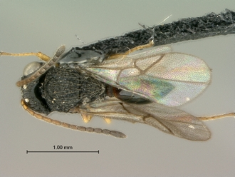Paramblynotus_bayangensis_SAM-HYM-P039816_female_habitus_dorsal