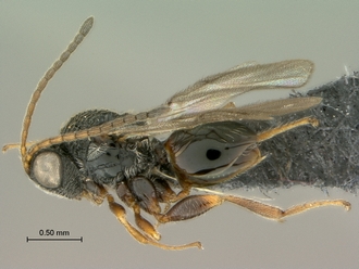 Paramblynotus_bayangensis_SAM-HYM-P039816_female_habitus_lateral