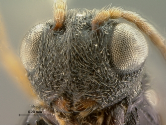 Paramblynotus_bayangensis_SAM-HYM-P039816_female_head_antero-lateral