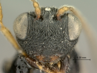 Paramblynotus_bayangensis_SAM-HYM-P039816_female_head_frontal