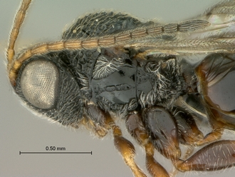 Paramblynotus_bayangensis_SAM-HYM-P039816_female_head_mesosma_lateral