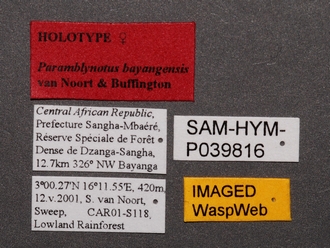 Paramblynotus_bayangensis_SAM-HYM-P039816_female_labels