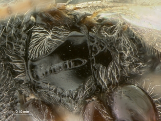 Paramblynotus_bayangensis_SAM-HYM-P039816_female_mesopleuron