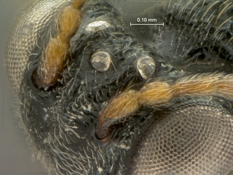 Paramblynotus_bayangensis_SAM-HYM-P039816_female_ocellar_triangle_dorso-lateral