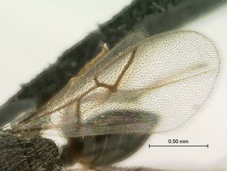 Paramblynotus_bayangensis_SAM-HYM-P039816_female_wings
