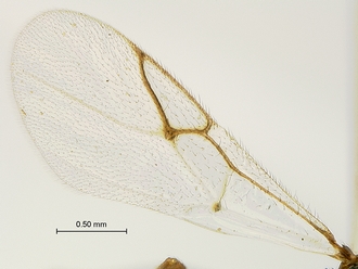 Paramblynotus_behara_SAM-HYM-P044098_forewing