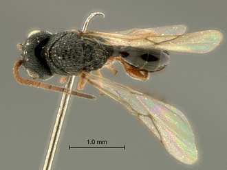 Paramblynotus_behara_SAM-HYM-P044098_habitus_dorsal