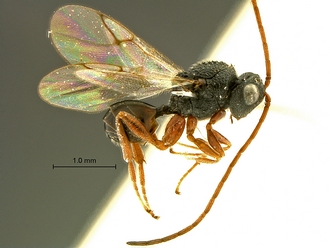 Paramblynotus_behara_SAM-HYM-P044098_habitus_lateral
