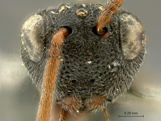 Paramblynotus_behara_SAM-HYM-P044098_head_frontal