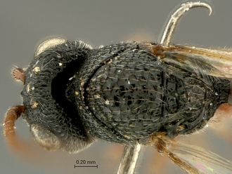 Paramblynotus_behara_SAM-HYM-P044098_head_mesosoma_dorsal