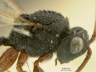 Paramblynotus_behara_SAM-HYM-P044098_head_mesosoma_lateral