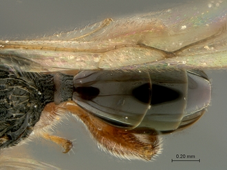 Paramblynotus_behara_SAM-HYM-P044098_metasoma_dorsal