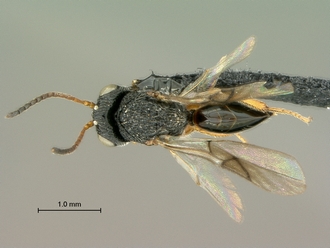 Paramblynotus_dzangasangha_SAM-HYM-P039806_female_habitus_dorsal