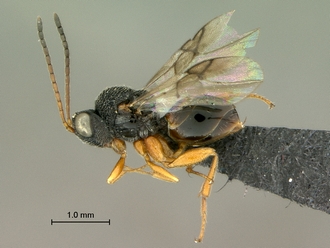 Paramblynotus_dzangasangha_SAM-HYM-P039806_female_habitus_lateral