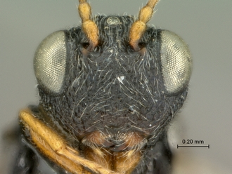 Paramblynotus_dzangasangha_SAM-HYM-P039806_female_head_frontal