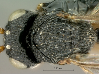 Paramblynotus_dzangasangha_SAM-HYM-P039806_female_head_mesosoma_dorsal