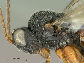 Paramblynotus_dzangasangha_SAM-HYM-P039806_female_head_mesosoma_lateral