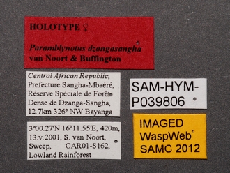 Paramblynotus_dzangasangha_SAM-HYM-P039806_female_labels