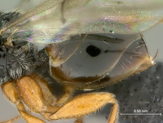 Paramblynotus_dzangasangha_SAM-HYM-P039806_female_metasoma_lateral
