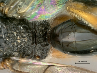 Paramblynotus_dzangasangha_SAM-HYM-P039806_female_propodeum_dorsal