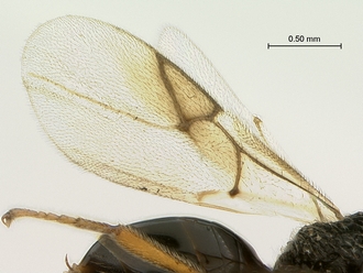 Paramblynotus_dzangasangha_SAM-HYM-P039806_female_wings