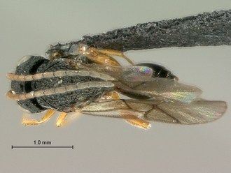 Paramblynotus_dzangasangha_SAM-HYM-P039807_male_habitus_dorsal