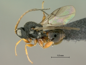 Paramblynotus_dzangasangha_SAM-HYM-P039807_male_habitus_lateral