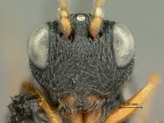 Paramblynotus_dzangasangha_SAM-HYM-P039807_male_head_frontal