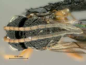 Paramblynotus_dzangasangha_SAM-HYM-P039807_male_head_mesosoma_dorsal