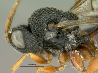 Paramblynotus_dzangasangha_SAM-HYM-P039807_male_head_mesosoma_lateral