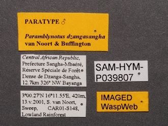 Paramblynotus_dzangasangha_SAM-HYM-P039807_male_labels