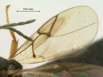 Paramblynotus_dzangasangha_SAM-HYM-P039807_male_wings