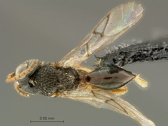 Paramblynotus_matele_SAM-HYM-P039849_habitus_dorsal