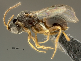 Paramblynotus_matele_SAM-HYM-P039849_habitus_lateral