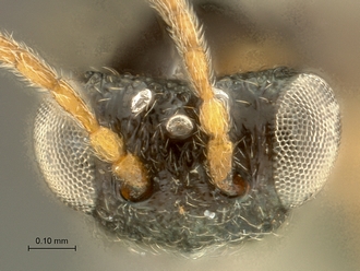 Paramblynotus_matele_SAM-HYM-P039849_head_dorsal