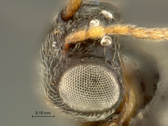 Paramblynotus_matele_SAM-HYM-P039849_head_dorsolateral