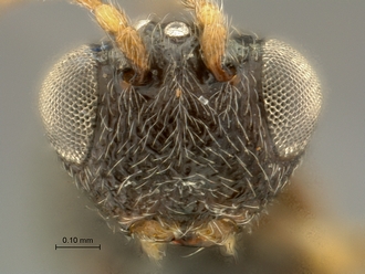 Paramblynotus_matele_SAM-HYM-P039849_head_frontal